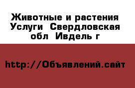 Животные и растения Услуги. Свердловская обл.,Ивдель г.